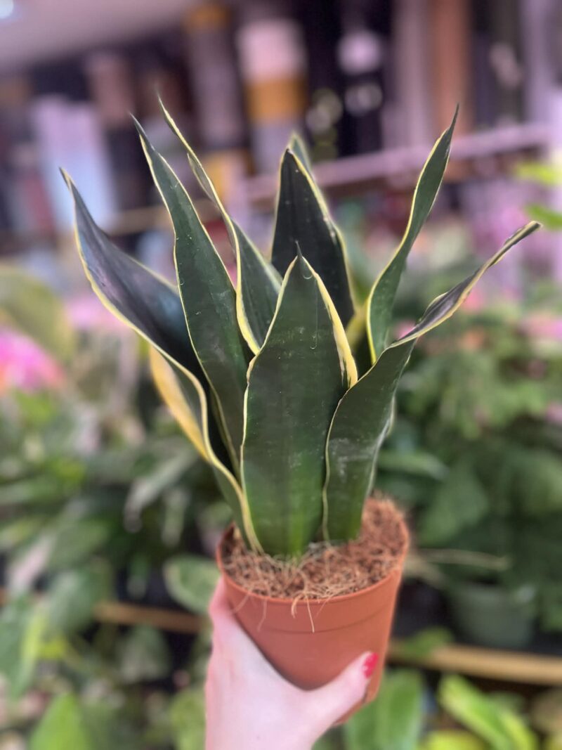 Sansevieria ‘Night Shake’