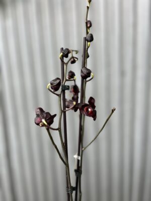 Phalaenopsis Black Swan I Czarny Storczyk