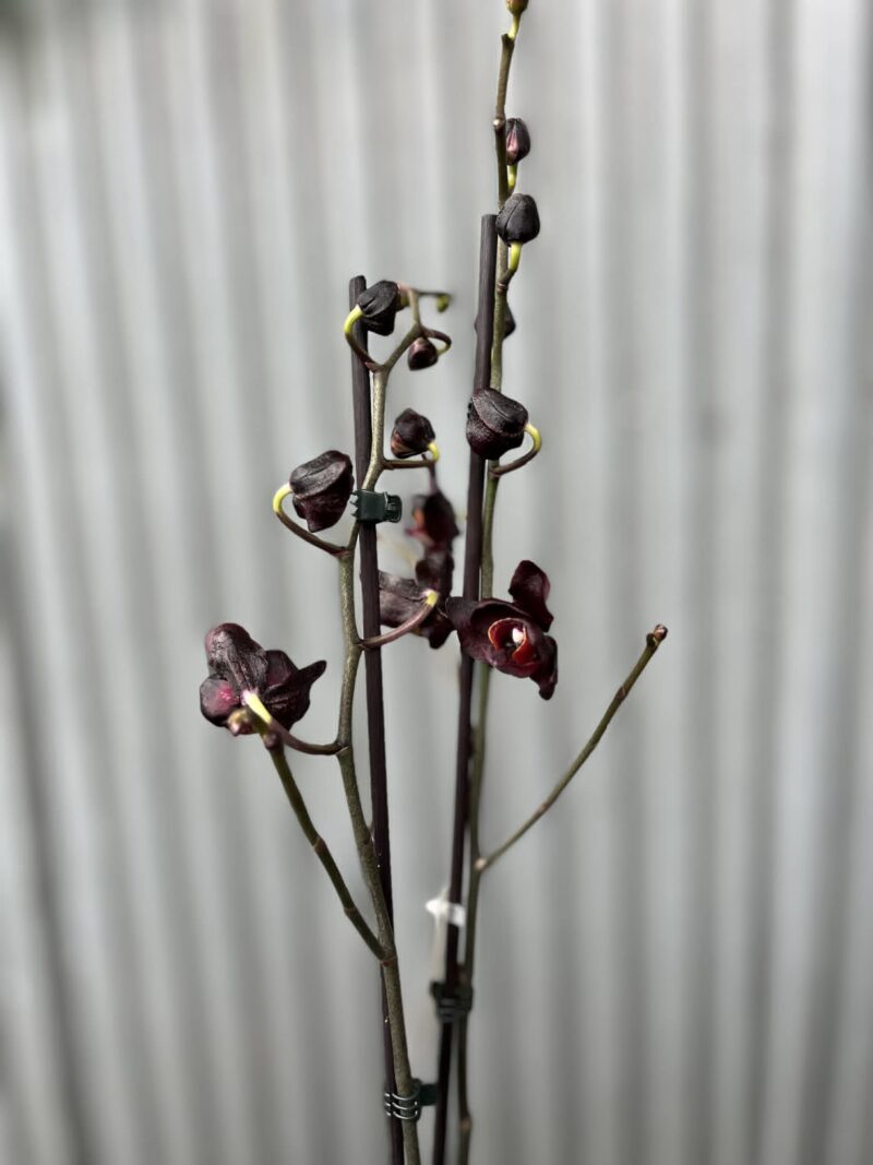 Phalaenopsis Black Swan I Czarny Storczyk