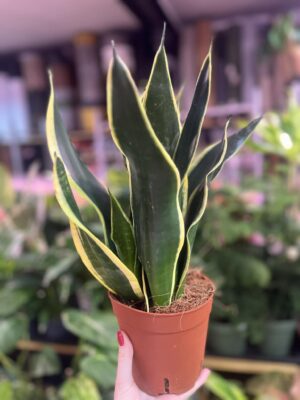Sansevieria ‘Night Shake’