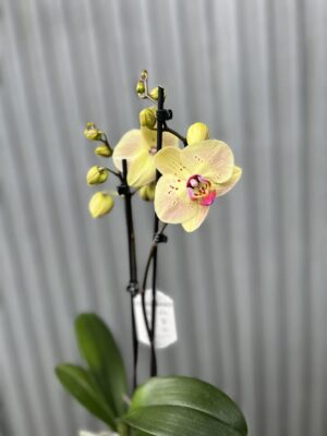 Phalaenopsis Golden Goya | Storczyk