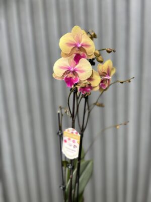 Phalaenopsis limited 40 | Storczyk przekwitający