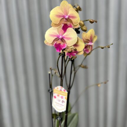 Phalaenopsis limited 40 | Storczyk przekwitający
