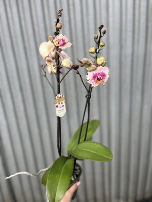 Phalaenopsis Golden Art | Storczyk