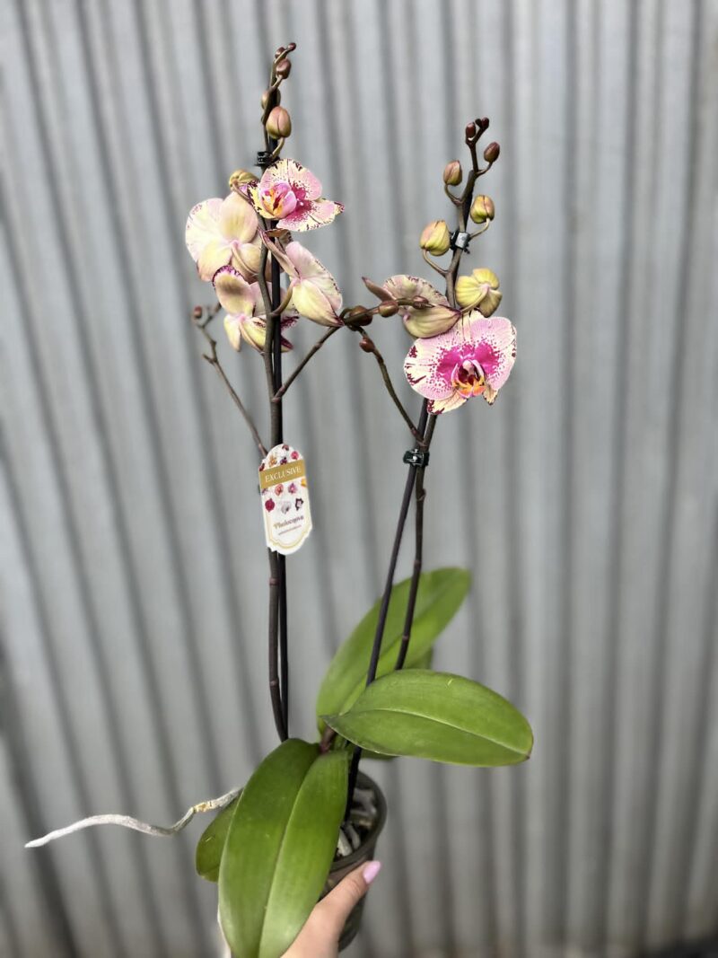 Phalaenopsis Golden Art | Storczyk