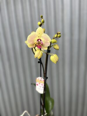Phalaenopsis Golden Goya | Storczyk