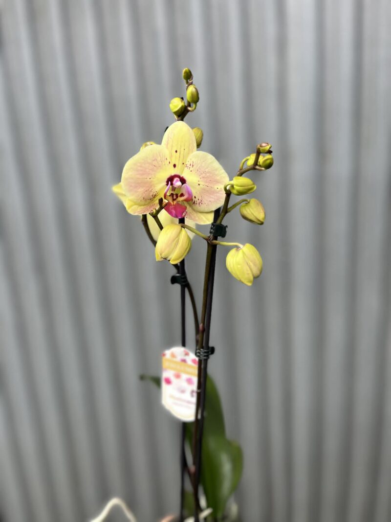 Phalaenopsis Golden Goya | Storczyk