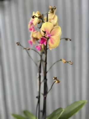 Phalaenopsis limited 40 | Storczyk przekwitający