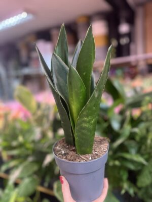 Sansevieria Black Diamond