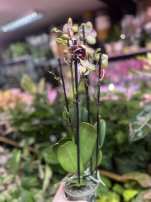 Phalaenopsis Wildcat | Storczyk