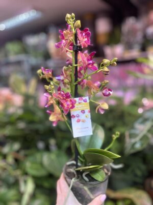 Phalaenopsis „Limited 03” peloric | storczyk