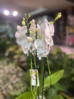 Storczyk z mixa biały