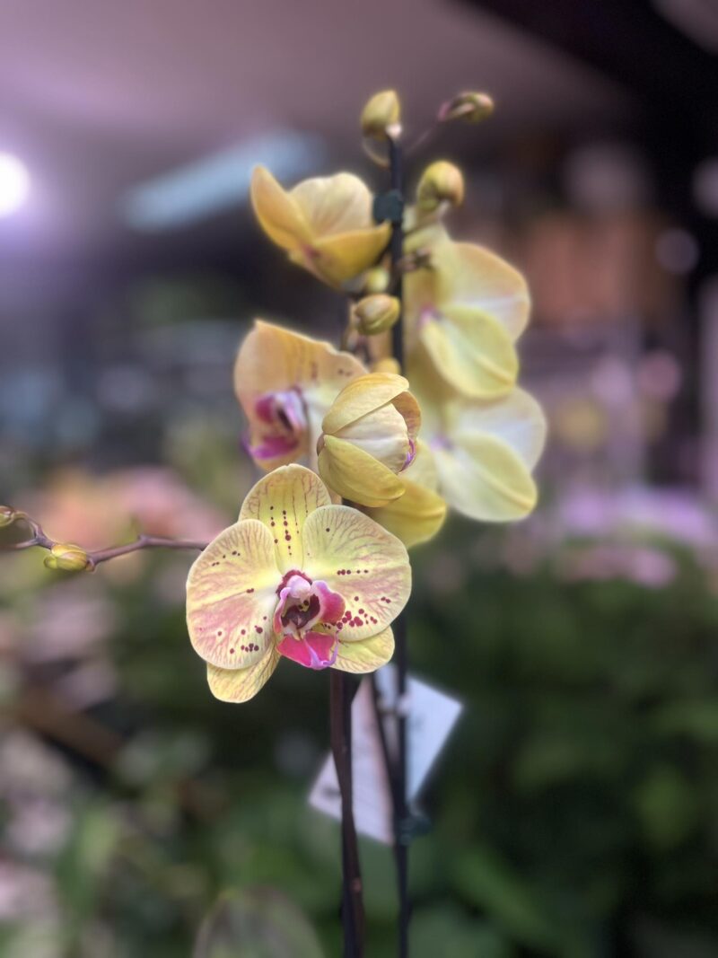 Phalaenopsis Golden Goya | Storczyk