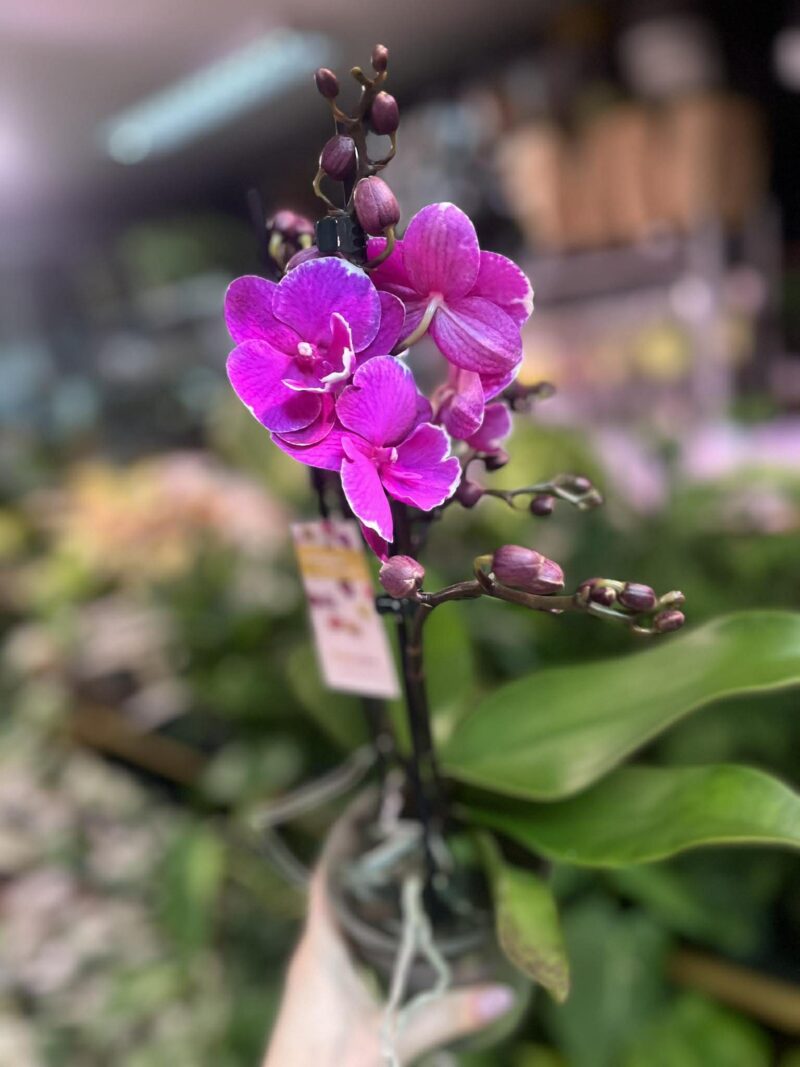 Phalaenopsis Younghome Pinying ‘0792’ Big Lip | Storczyk