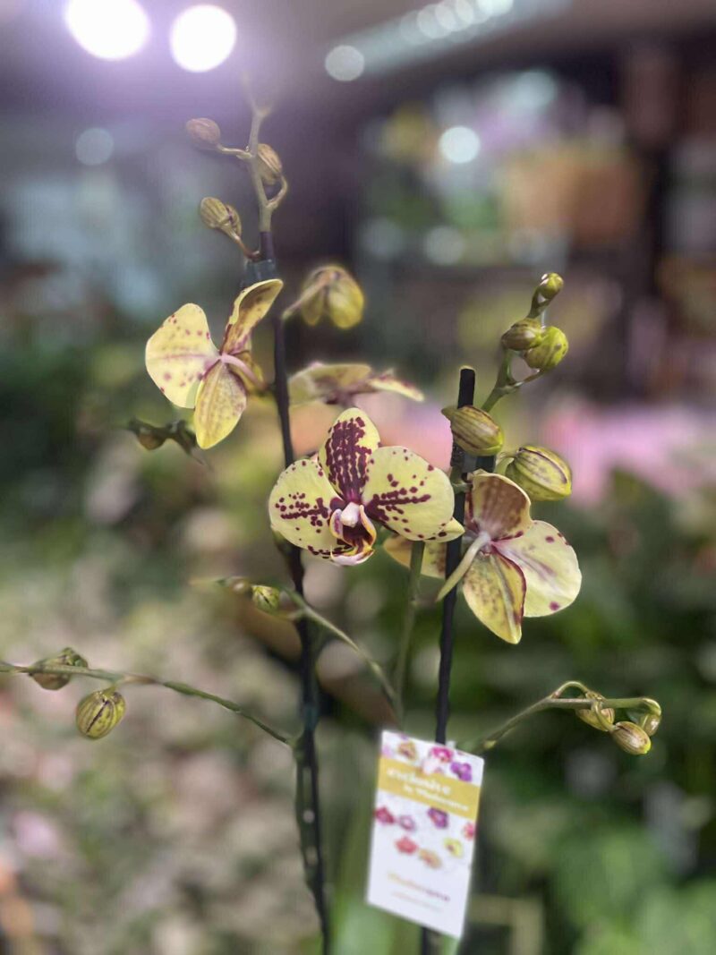 Phalaenopsis Honey Sorbet | Storczyk