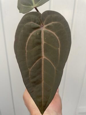 Dockblock Anthurium Dark Handsome® ‘9’ x Red Velvet Cake® ’24’