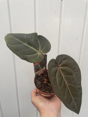 Dockblock Anthurium Dark Handsome® ‘9’ x Red Velvet Cake® ’24’