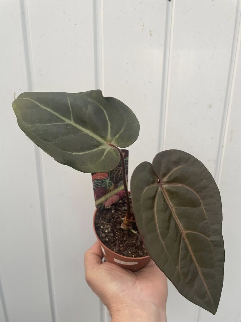 Dockblock Anthurium Dark Handsome® ‘9’ x Red Velvet Cake® ’24’