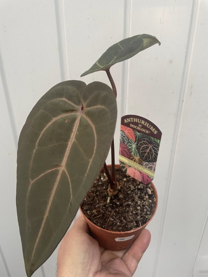 Dockblock Anthurium Dark Handsome® ‘9’ x Red Velvet Cake® ’24’