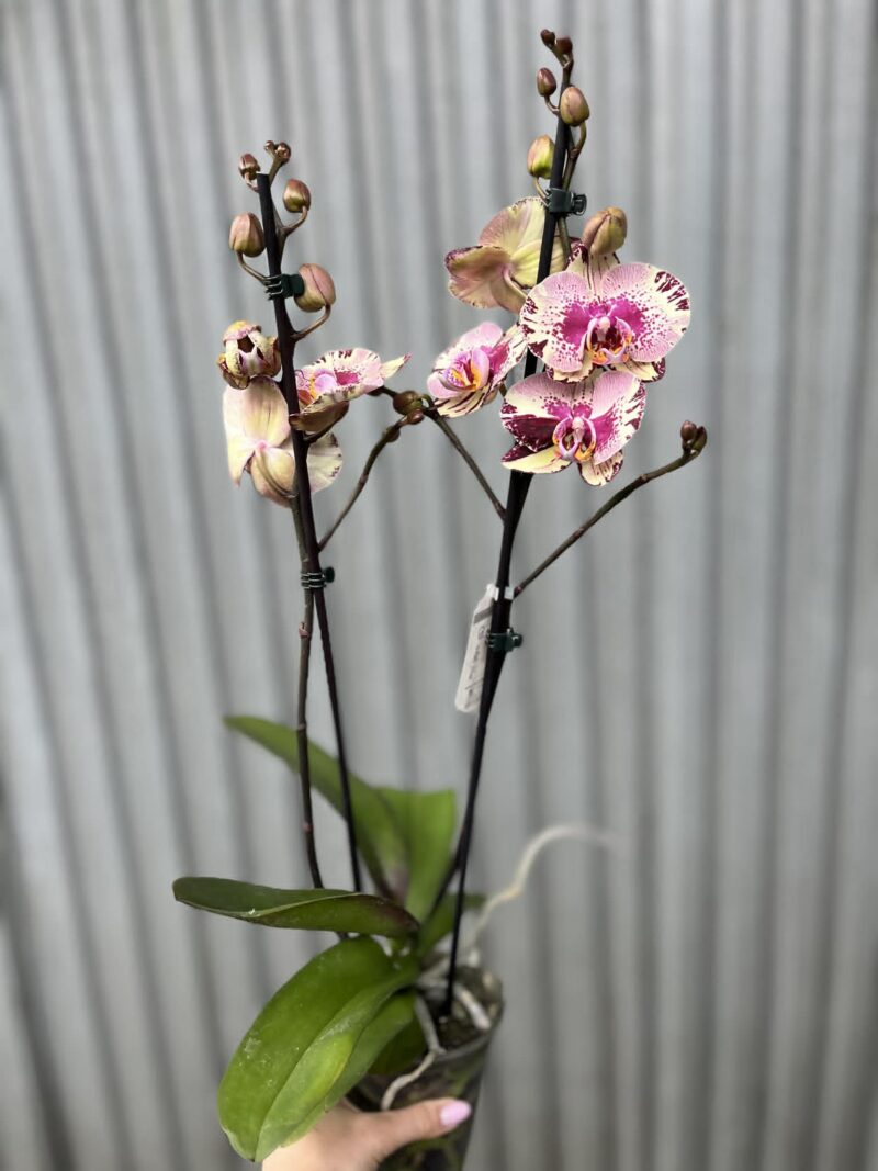 Phalaenopsis Golden Art | Storczyk