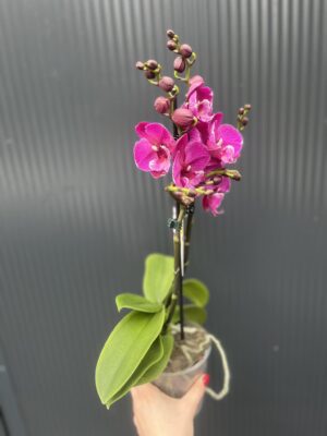 Phalaenopsis Tying Shin Black Bear Big Lip | Storczyk