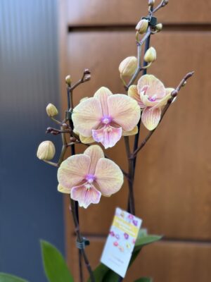 Limited 01 | Storczyk