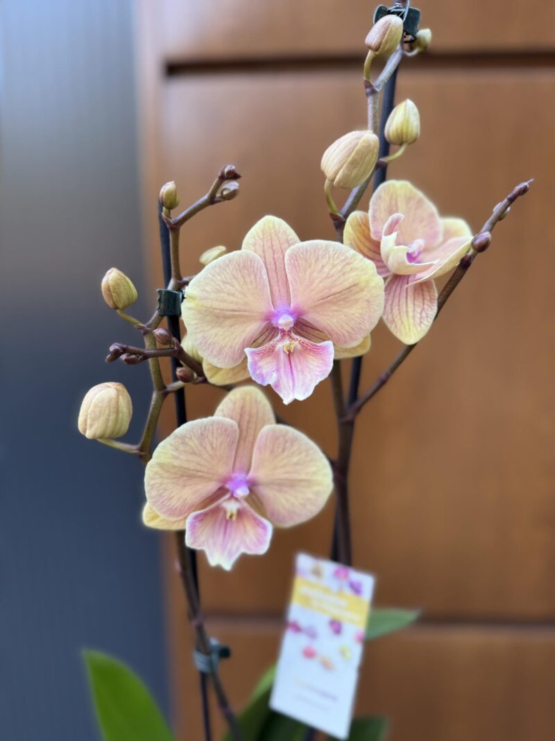 Limited 01 | Storczyk