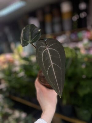 Dockblock Anthurium Dark Handsome® ‘9’ x Red Velvet Cake® ’24’