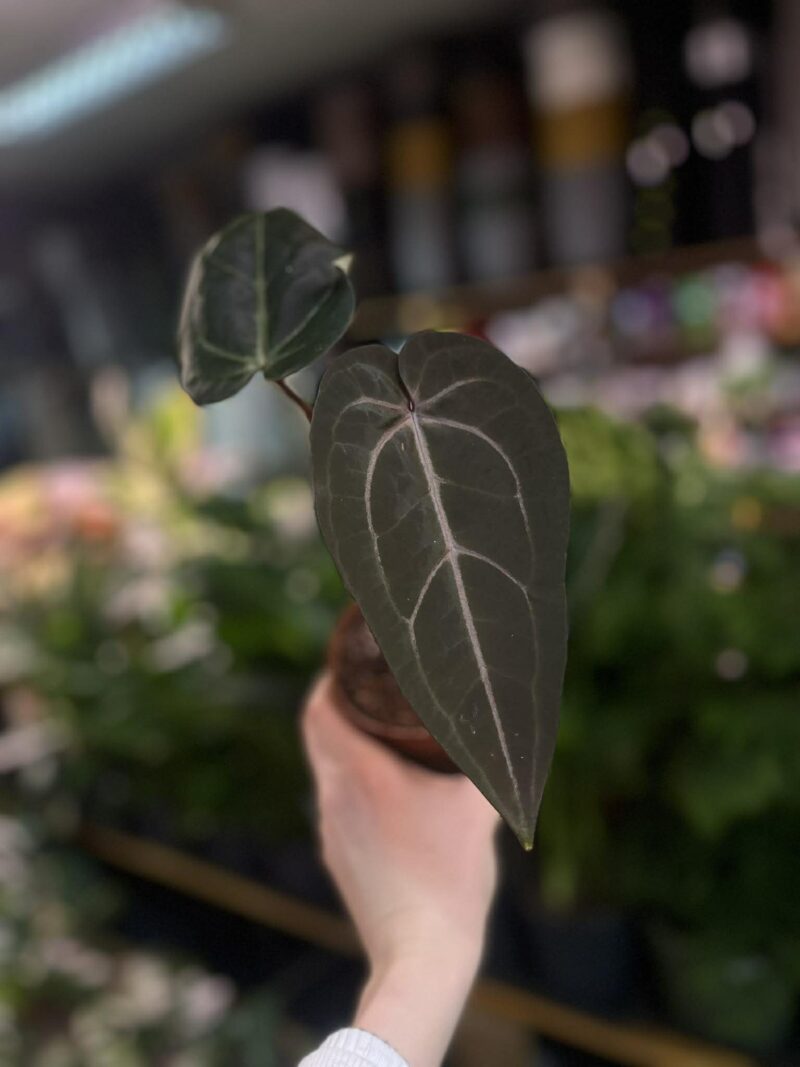 Dockblock Anthurium Dark Handsome® ‘9’ x Red Velvet Cake® ’24’