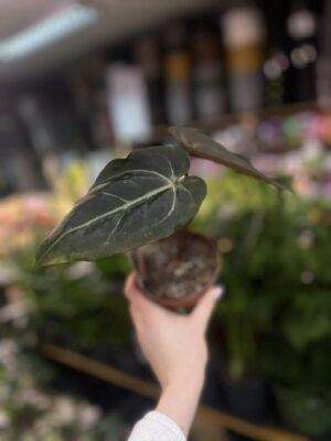Dockblock Anthurium Dark Handsome® ‘9’ x Red Velvet Cake® ’24’