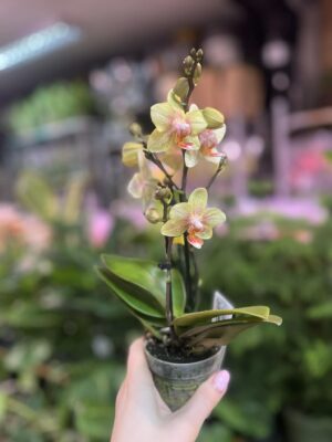 Phalaenopsis Multiflora ‘Indy’ | Storczyk