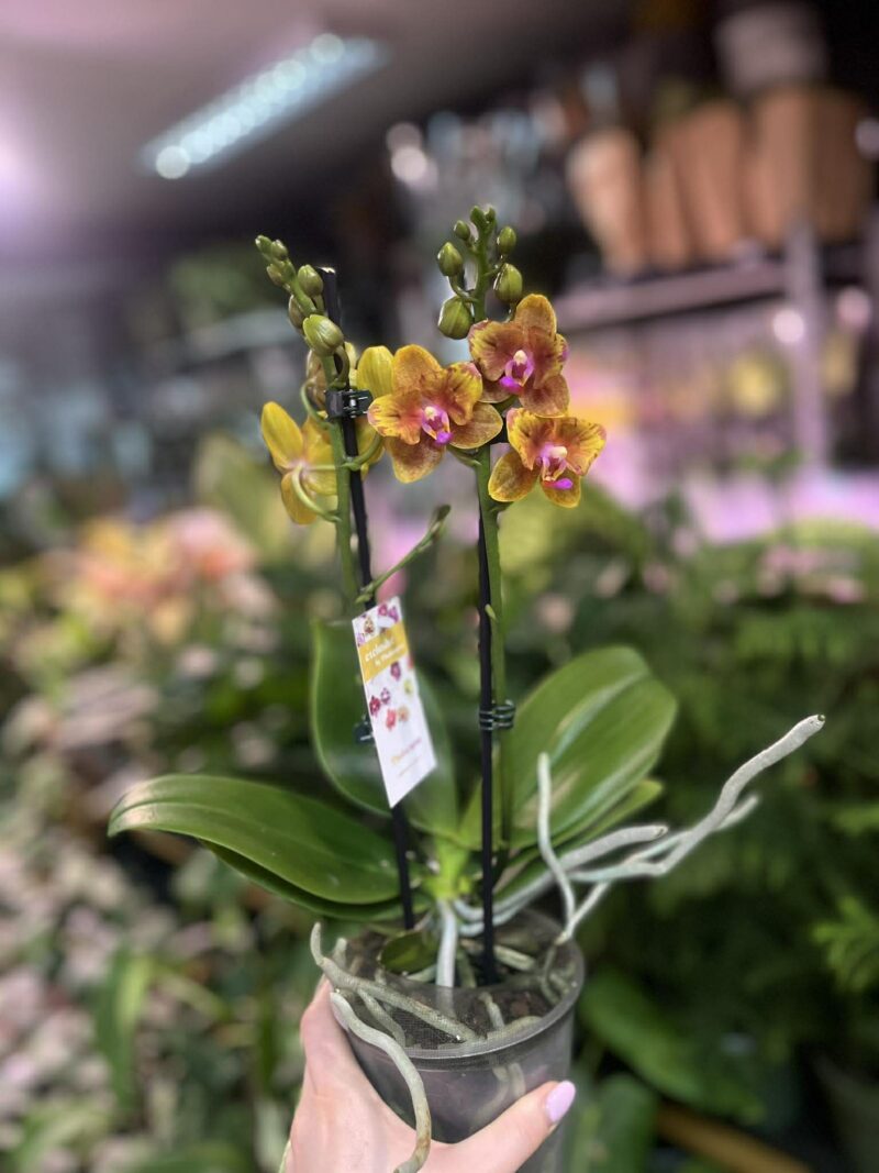 Phalaenopsis Lioulin Orange peloric | Storczyk