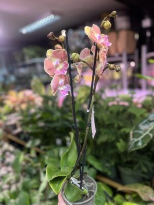 Phalaenopsis beard BS | Storczyk