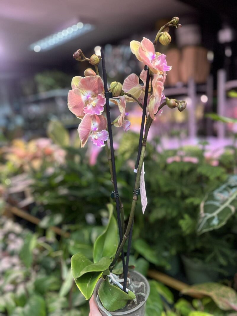 Phalaenopsis beard BS | Storczyk