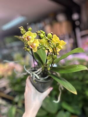 Phalaenopsis yellow peloric | Storczyk