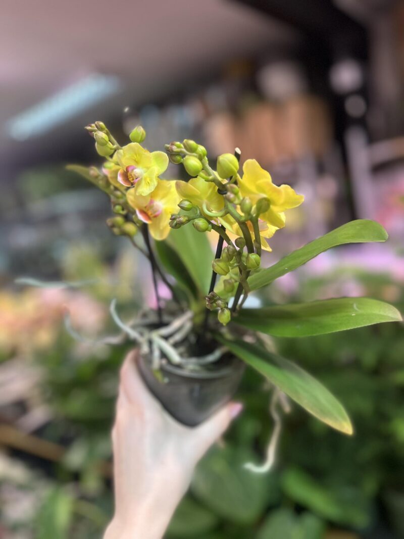 Phalaenopsis yellow peloric | Storczyk