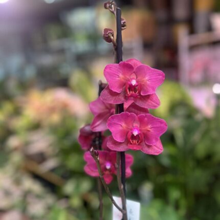 phalaenopsis pavarotti peloric | Storczyk