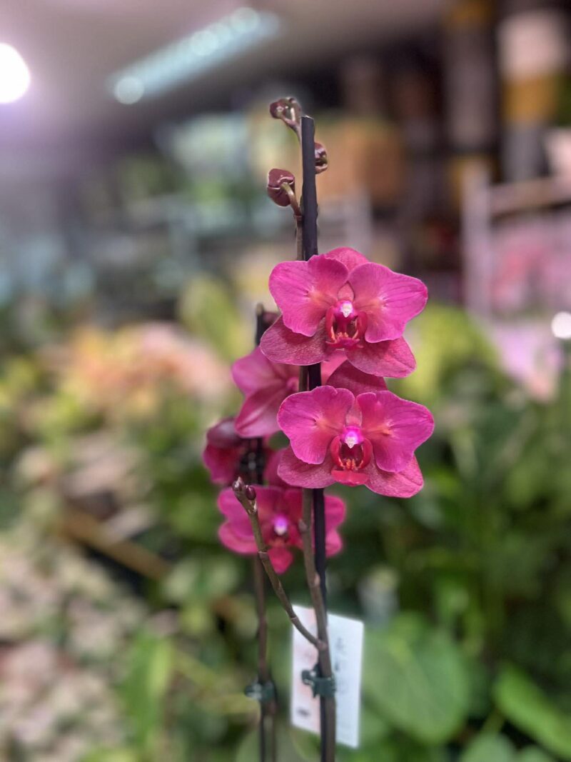 phalaenopsis pavarotti peloric | Storczyk