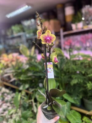 Phalaenopsis Sogo Lawrence x I-Hsin Yellow Wave | Storczyk
