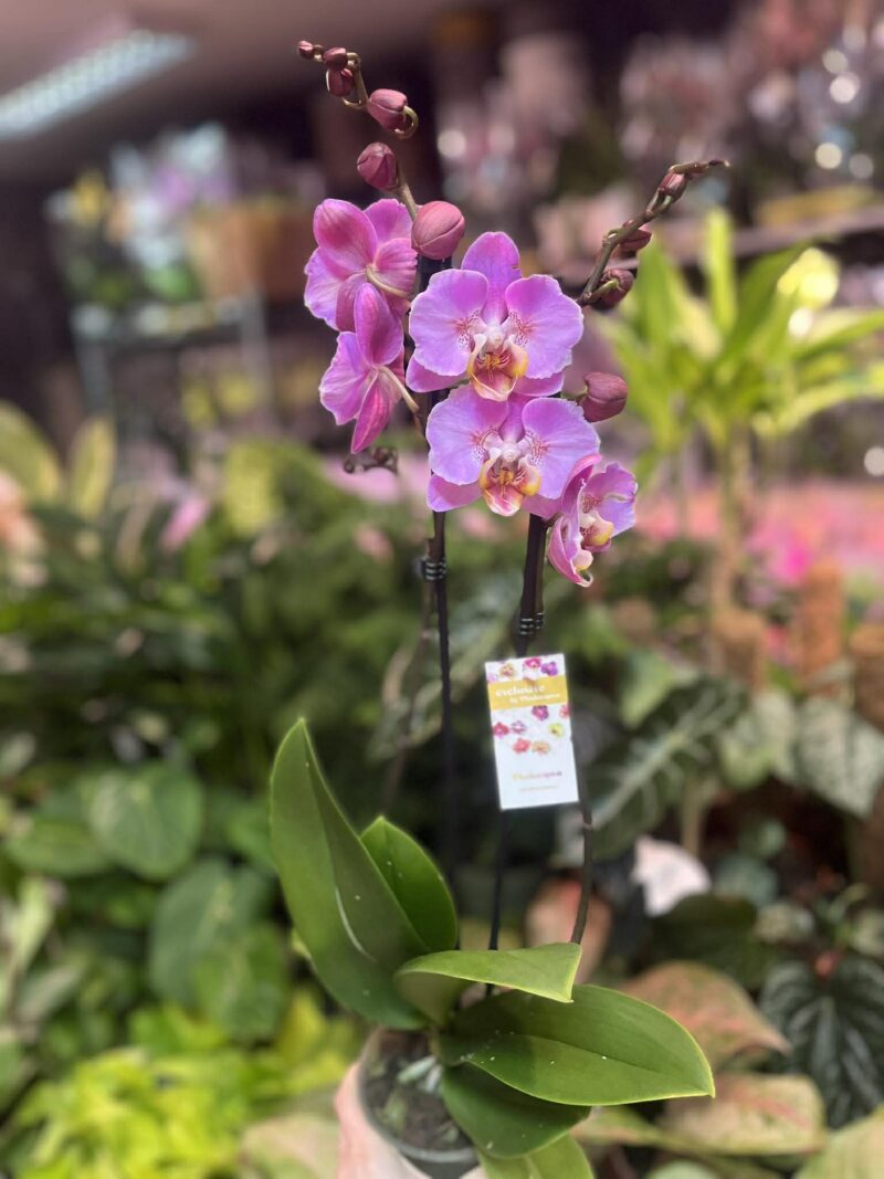 Phalaenopsis Taisuco Anna peloric | Storczyk