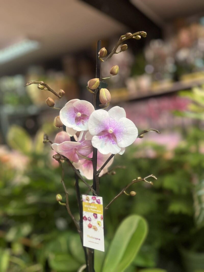 phalaenopsis queen kiss | Storczyk