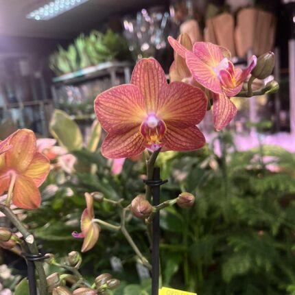 Phalaenopsis Multiflora Exclusivo ‘Eos’ | Storczyk