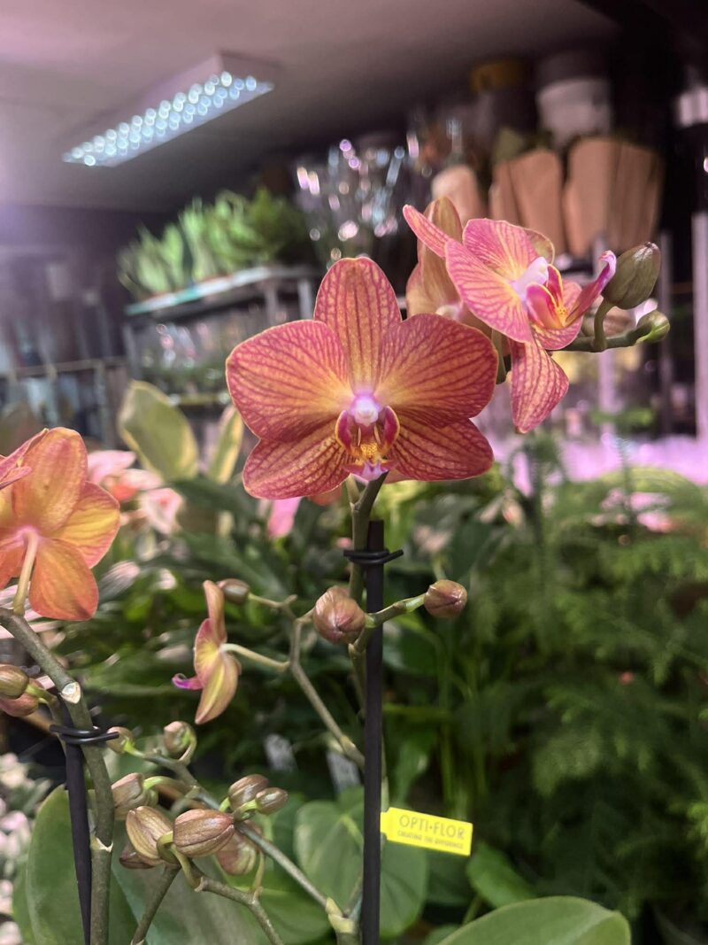 Phalaenopsis Multiflora Exclusivo ‘Eos’ | Storczyk