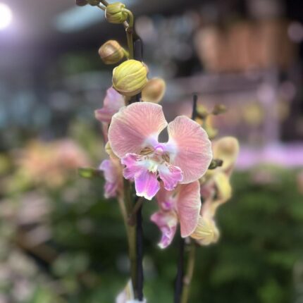 Phalaenopsis beard BS | Storczyk