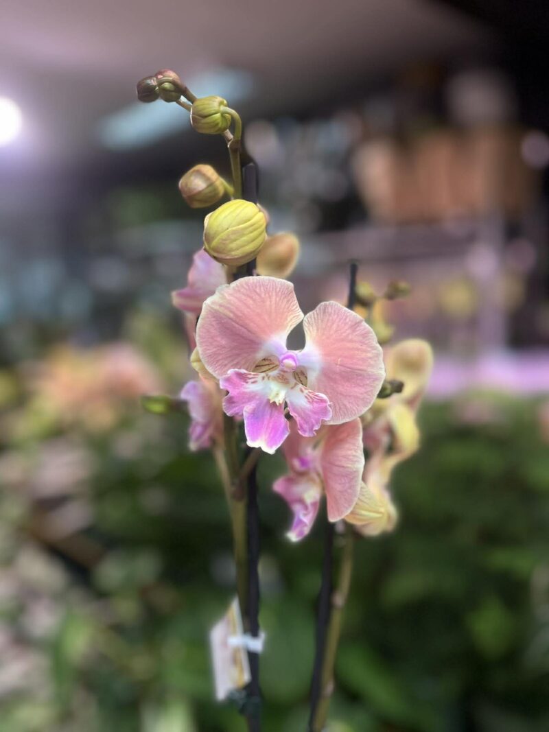 Phalaenopsis beard BS | Storczyk