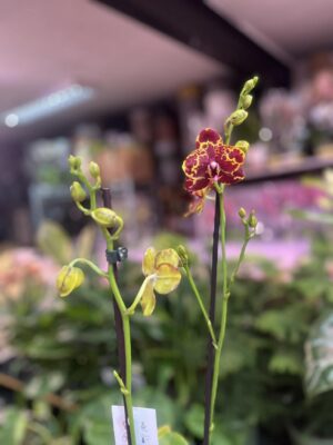 Phalaenopsis GW Green World ‘Snakeskin | Storczyk