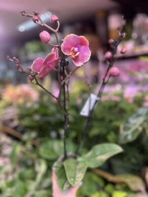 Phalaenopsis Limited – „Pink mutacja” | Storczyk