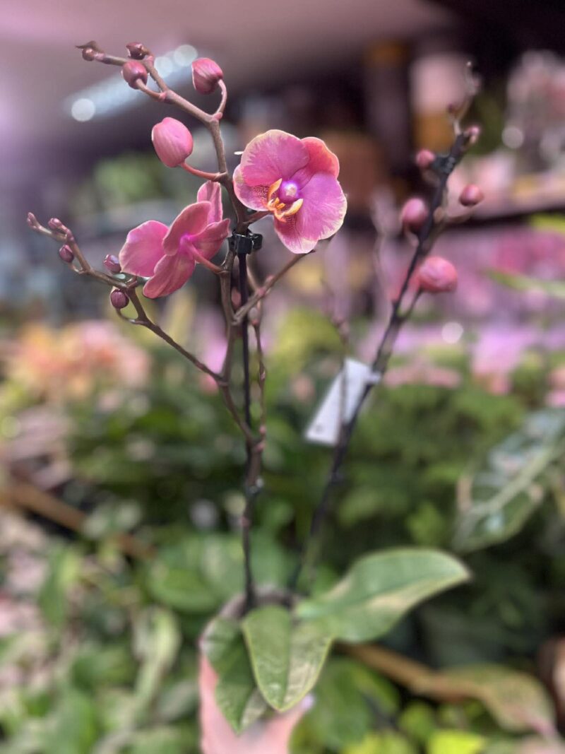 Phalaenopsis Limited – „Pink mutacja” | Storczyk