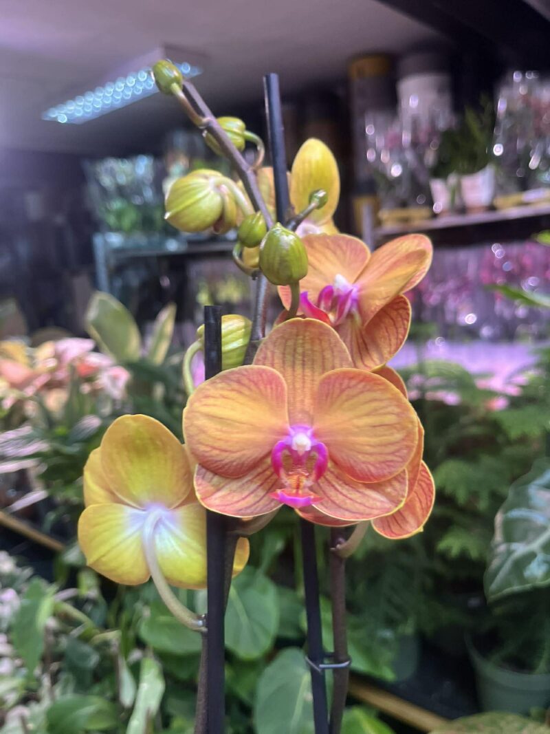 Phalaenopsis Bologna | Storczyk przekwitnięty Phalaenopsis Bologna | Storczyk przekwitnięty