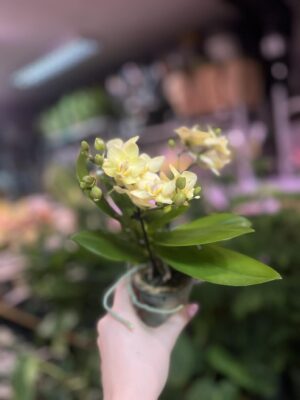 Phalaenopsis Multiflora ‘Sara’ | Storczyk